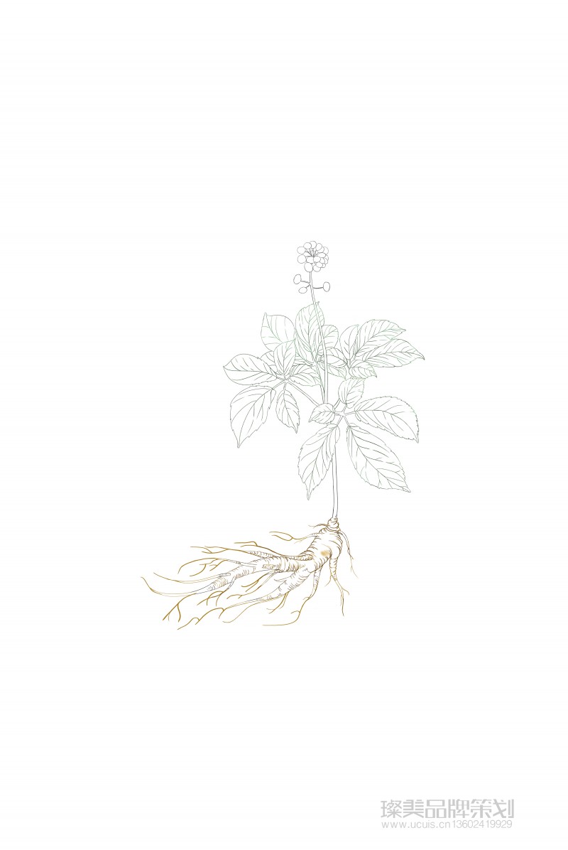 ucui中草藥人參植物國(guó)潮風(fēng)化妝品包裝設(shè)計(jì)圖01